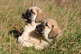 KANGAL 079